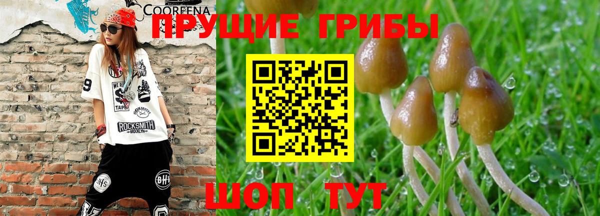 Галлюциногенные грибы MAGIC MUSHROOMS  Галлюциногенные грибы MAGIC MUSHROOMS  Вход с VPN  Нефтекумск 